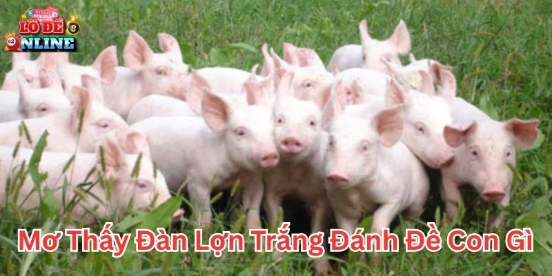 Mơ thấy đàn lợn trắng đánh đề con gì khi vận may ghé thăm