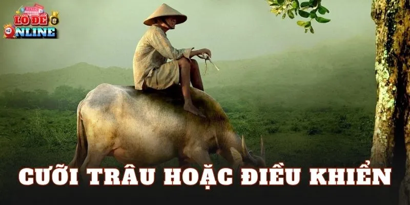 Cưỡi trâu hoặc điều khiển